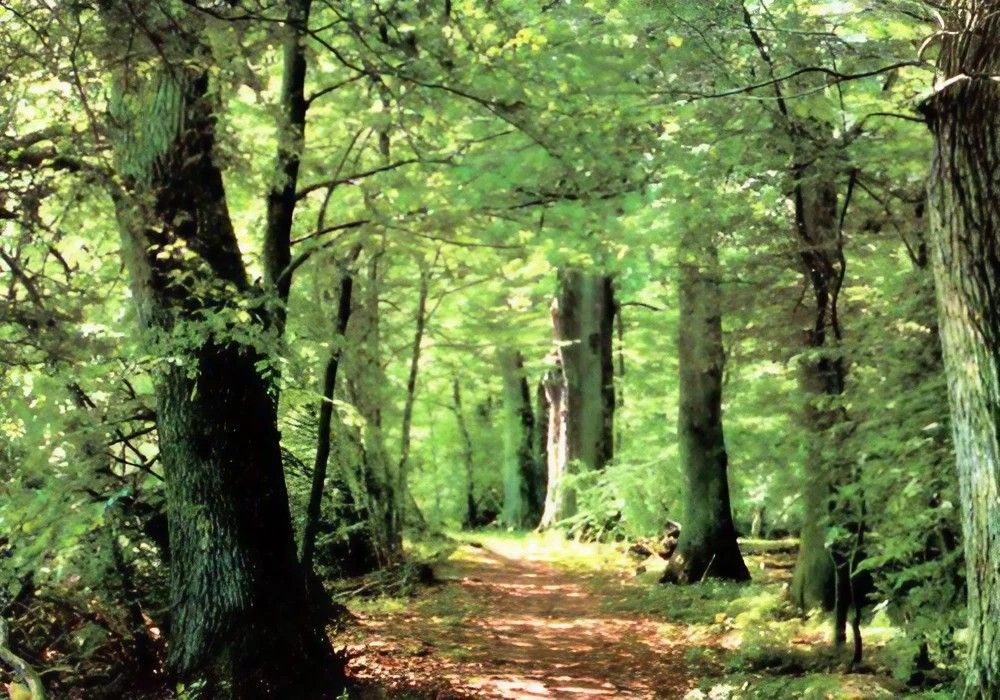 Naturbestattung / Baumbestattung